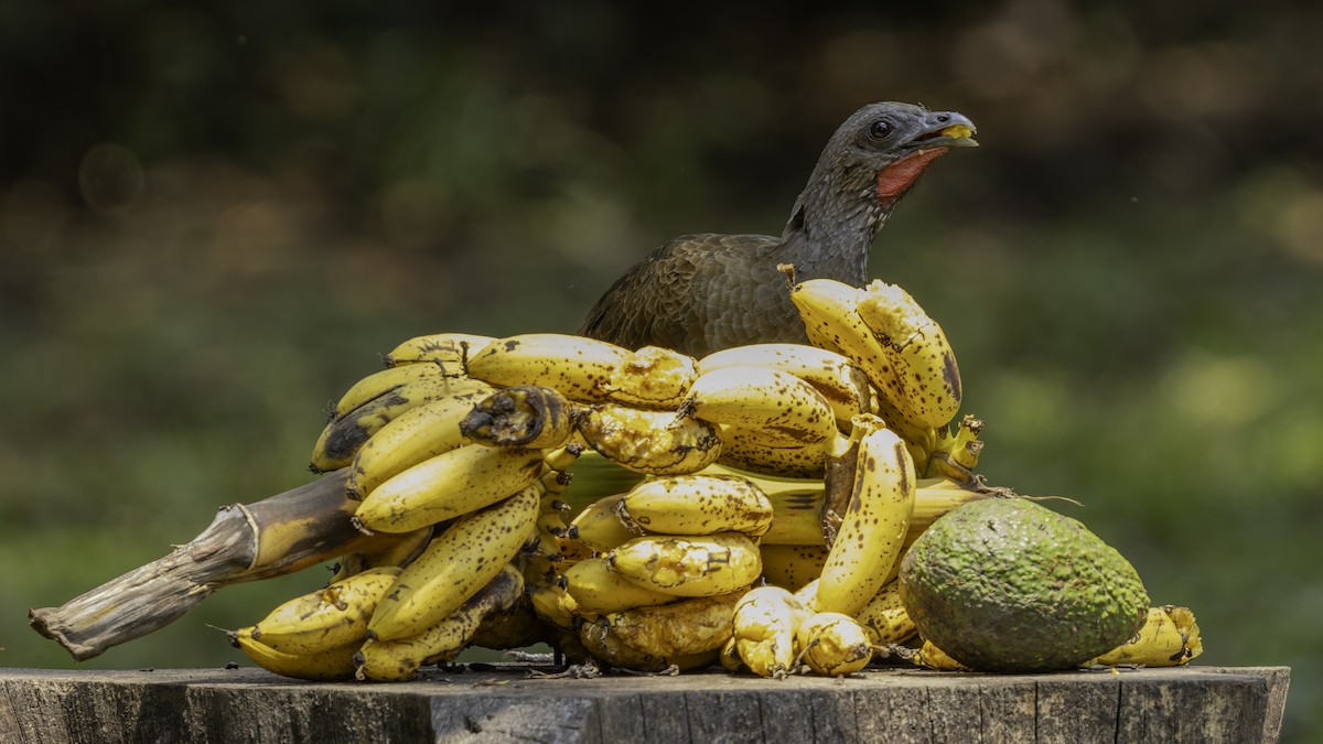 Chachalaca Ventriblanca - ML622920343