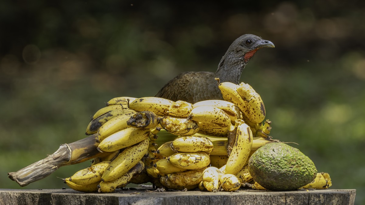 Chachalaca Ventriblanca - ML622920344