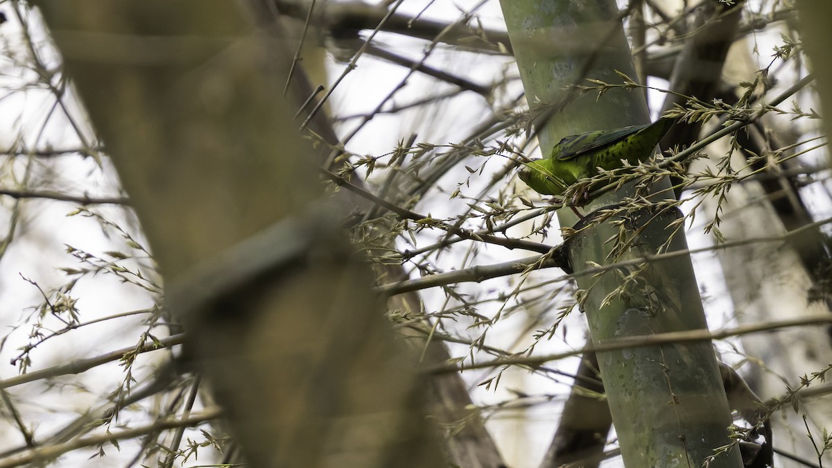 Barred Parakeet - ML622920368