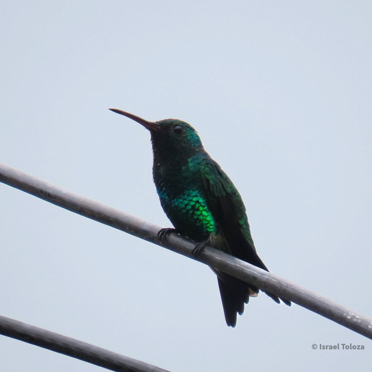 Red-billed Emerald - ML622920375