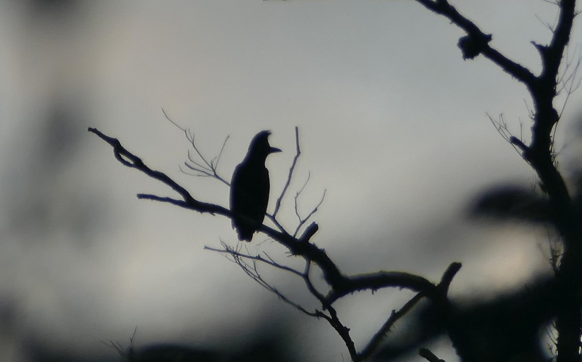 Paragüero Ornado - ML622920386