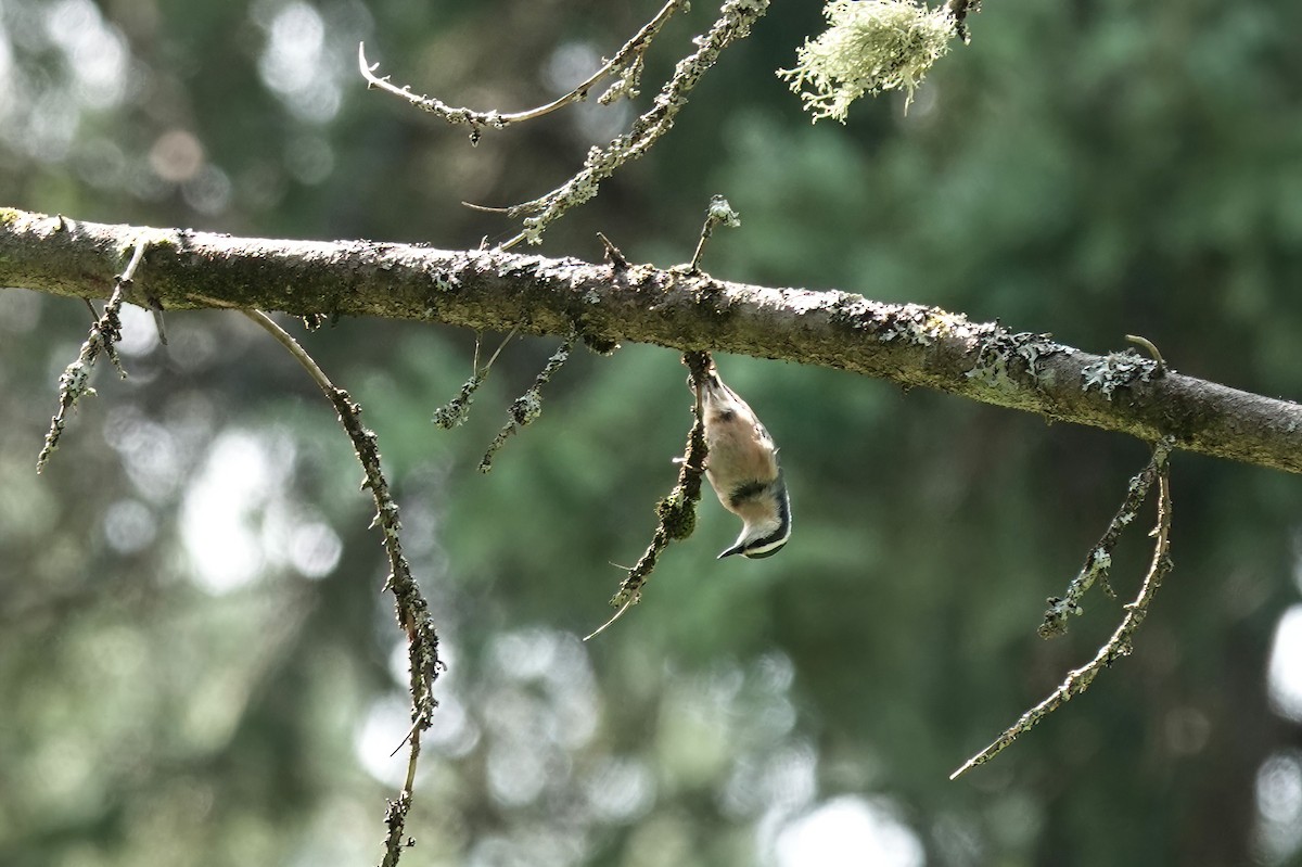 Red-breasted Nuthatch - ML622920420