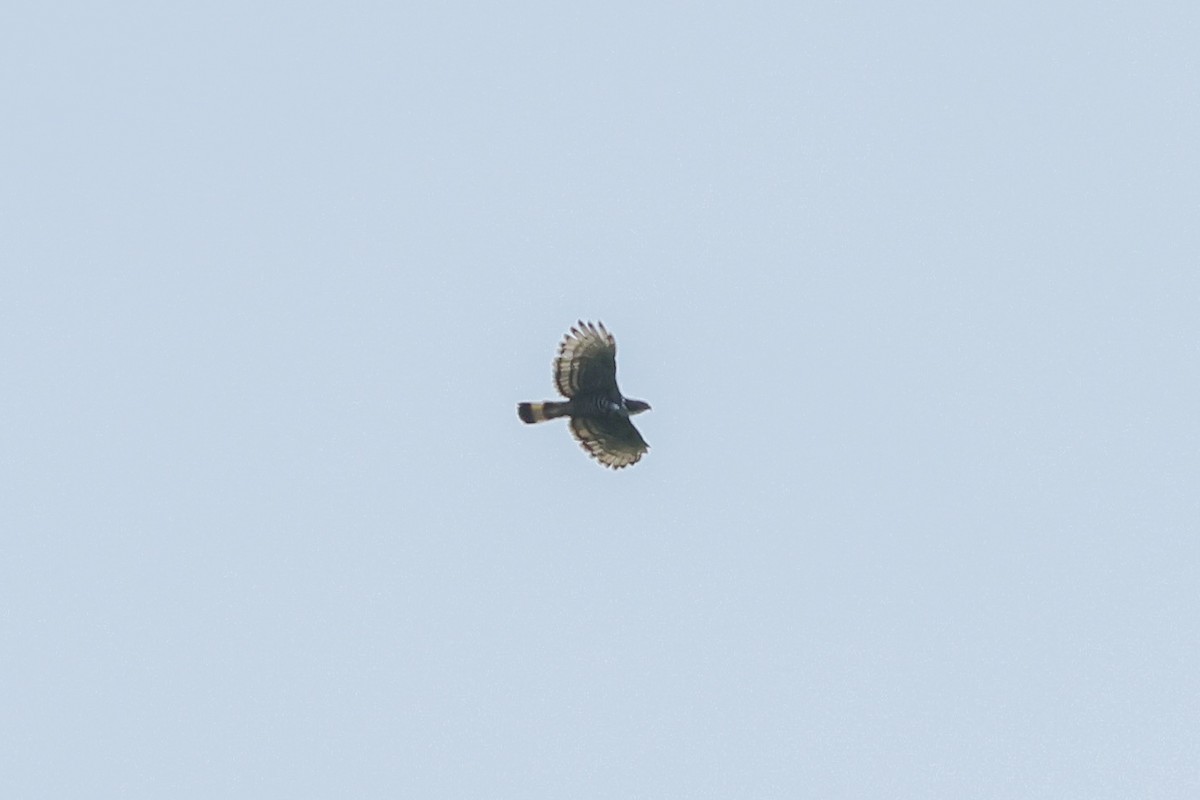 Blyth's Hawk-Eagle - ML622920434