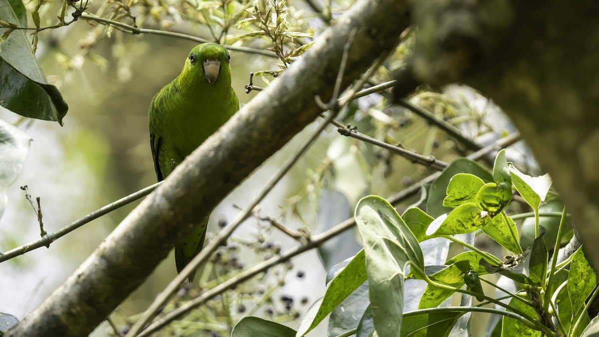 Barred Parakeet - ML622920464