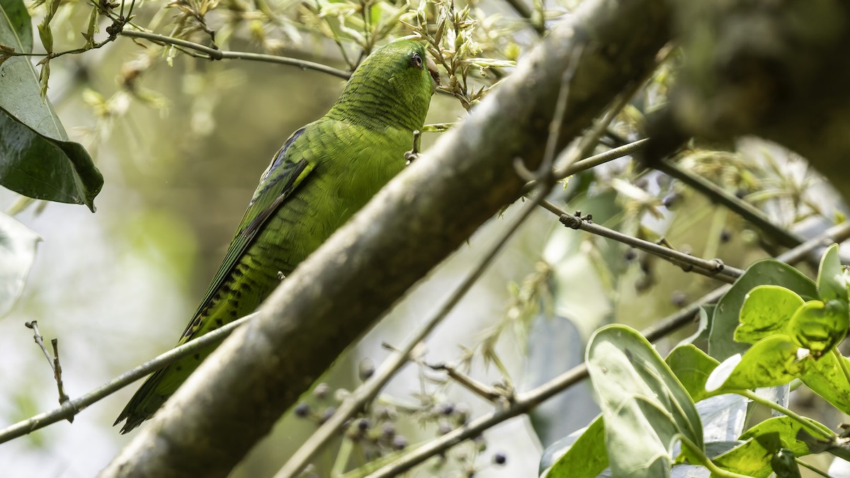 Barred Parakeet - ML622920465