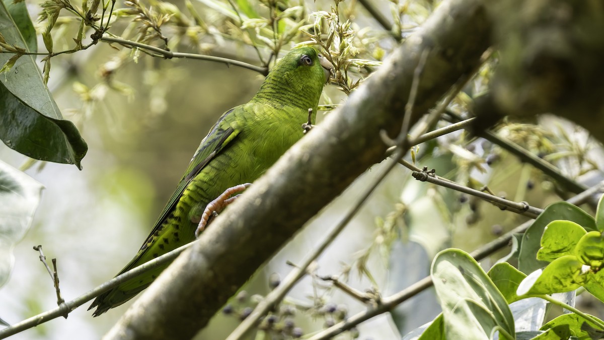 Barred Parakeet - ML622920466