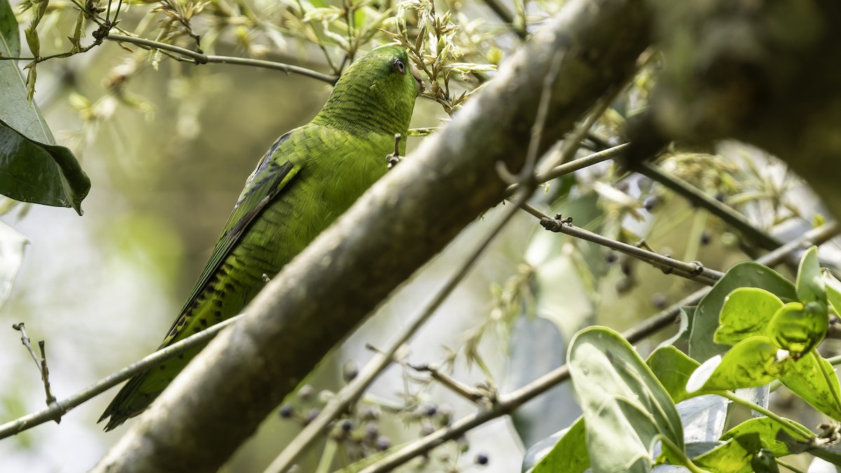 Barred Parakeet - ML622920467