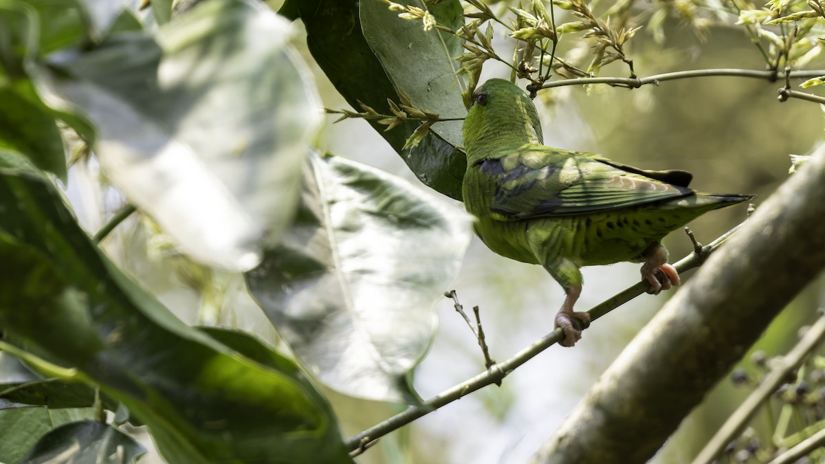 Barred Parakeet - Robert Tizard