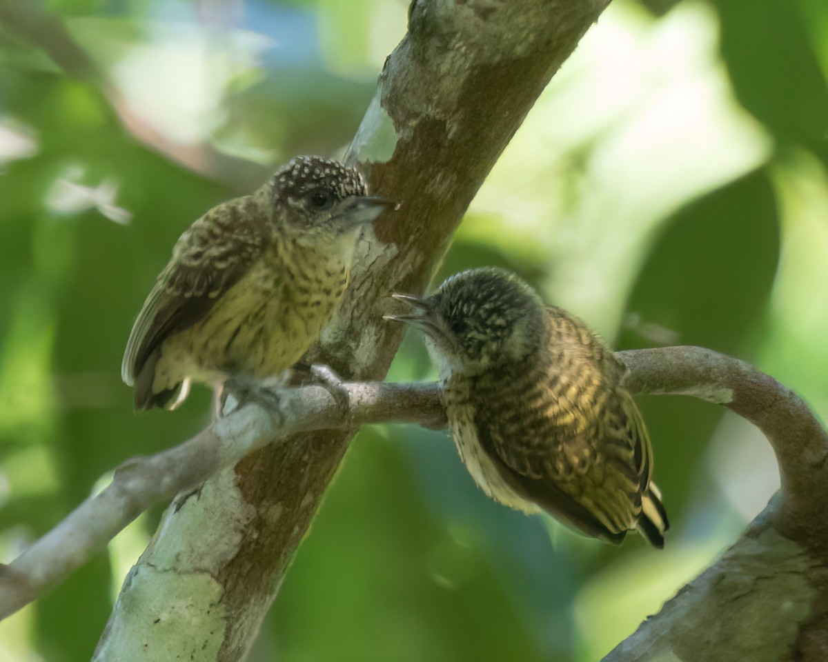 Bar-breasted Piculet - ML622920489