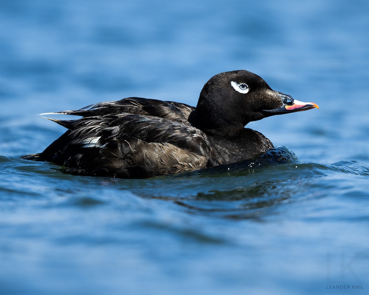 White-winged Scoter - ML622920490