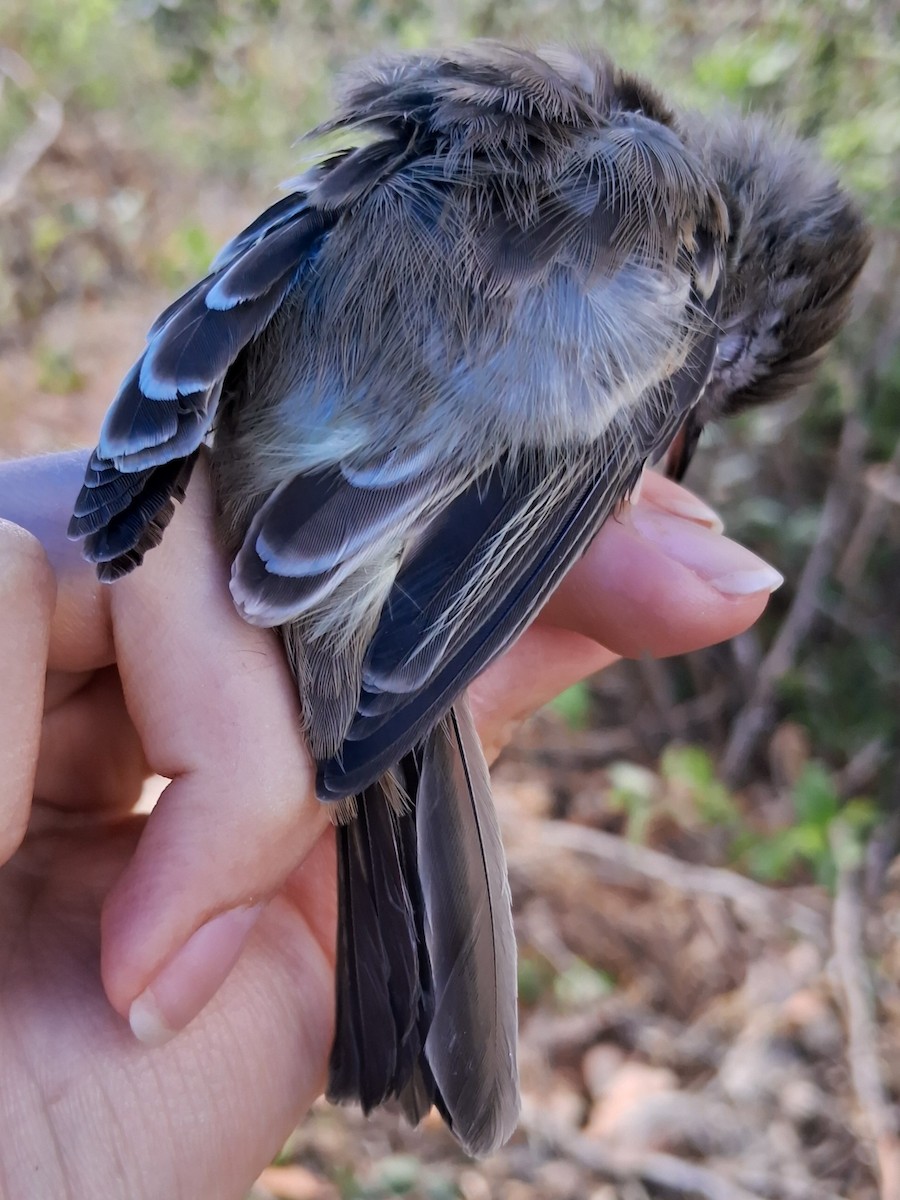 elaenia sp. (genus Elaenia) - Valeria Torrado