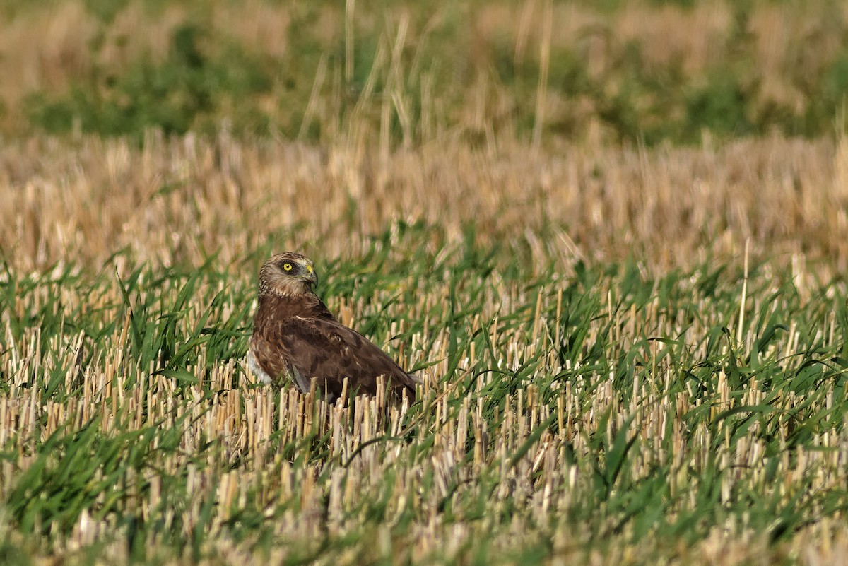 Western Marsh Harrier - Paweł Szymański