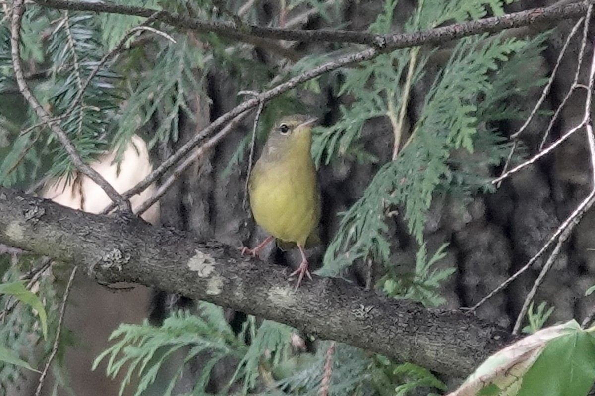 Mourning Warbler - ML622920511