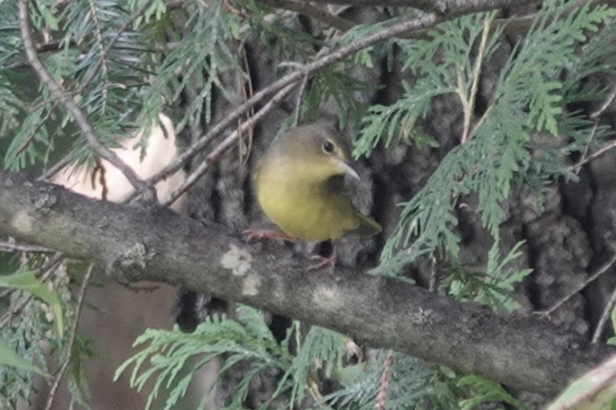 Mourning Warbler - ML622920512