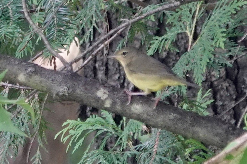 Mourning Warbler - Carol Speck