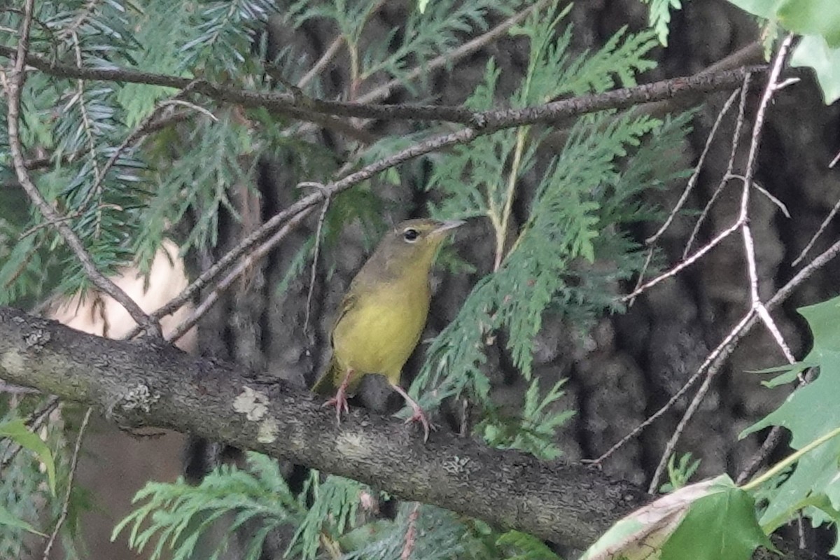 Mourning Warbler - ML622920514