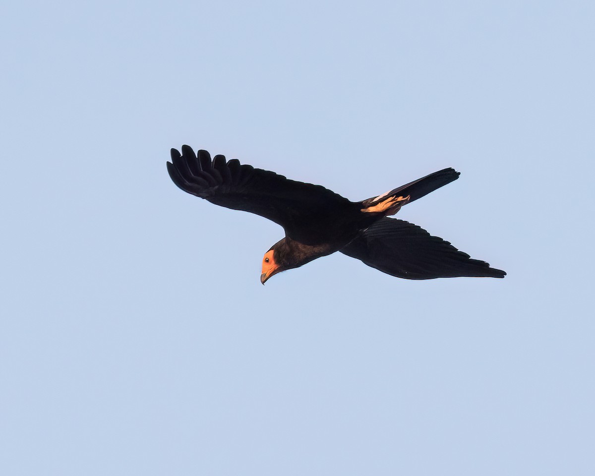 Black Caracara - ML622920579