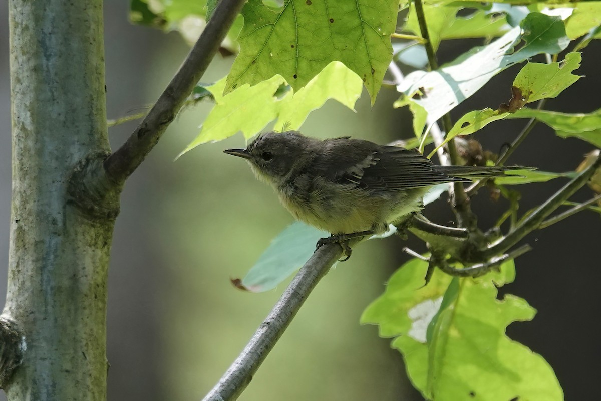 Pine Warbler - ML622920615