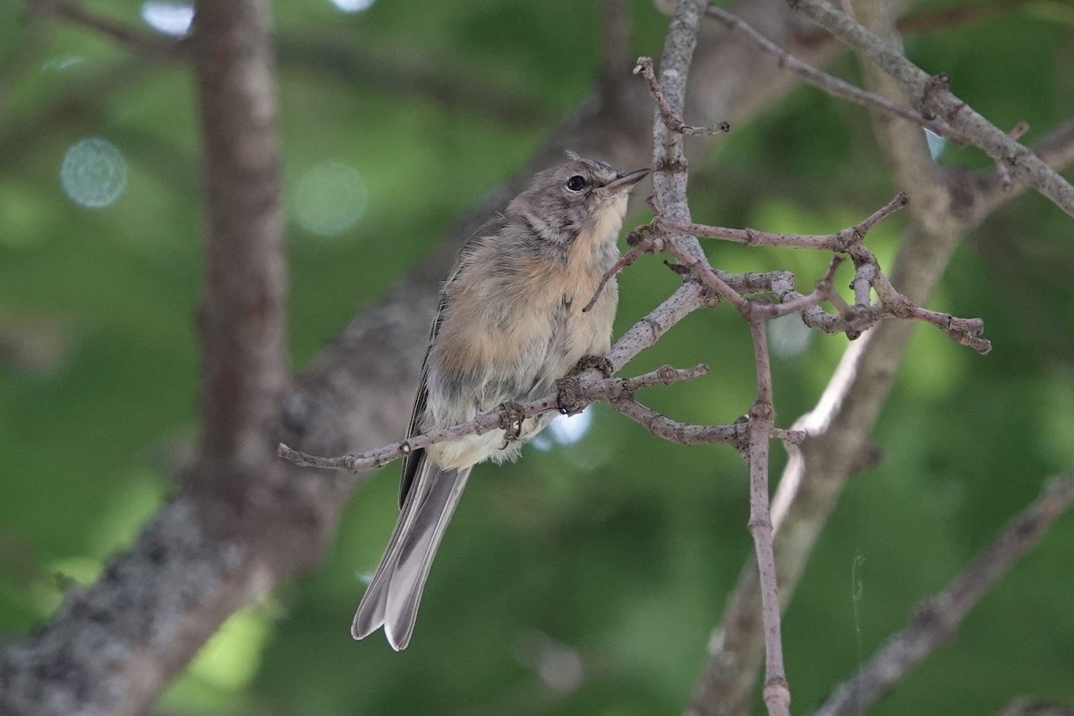 Pine Warbler - ML622920616