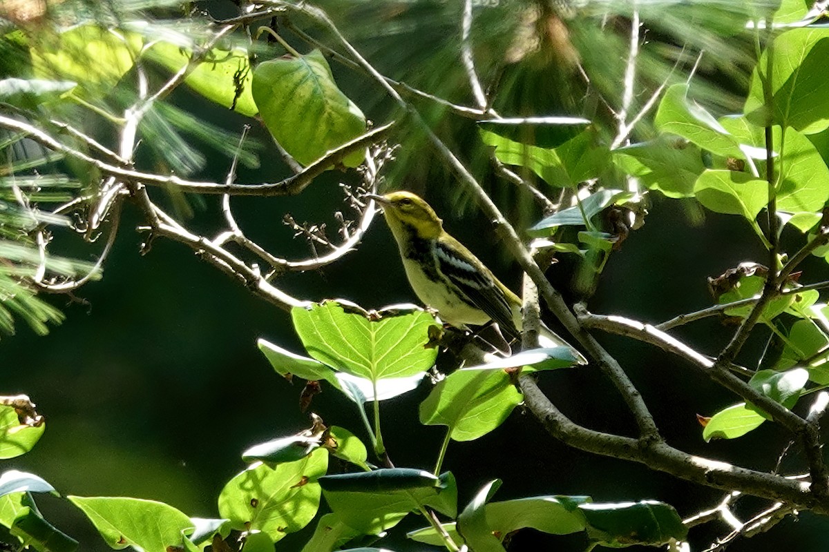 Black-throated Green Warbler - Carol Speck