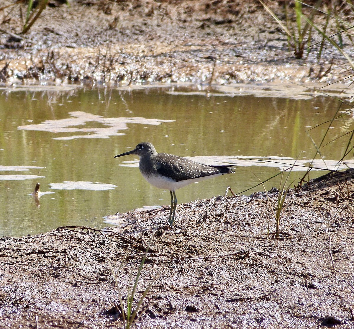 Solitary Sandpiper - ML622920674