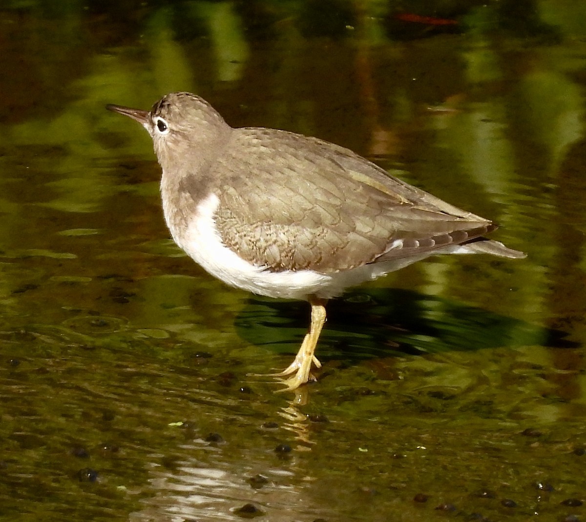 Spotted Sandpiper - ML622920679