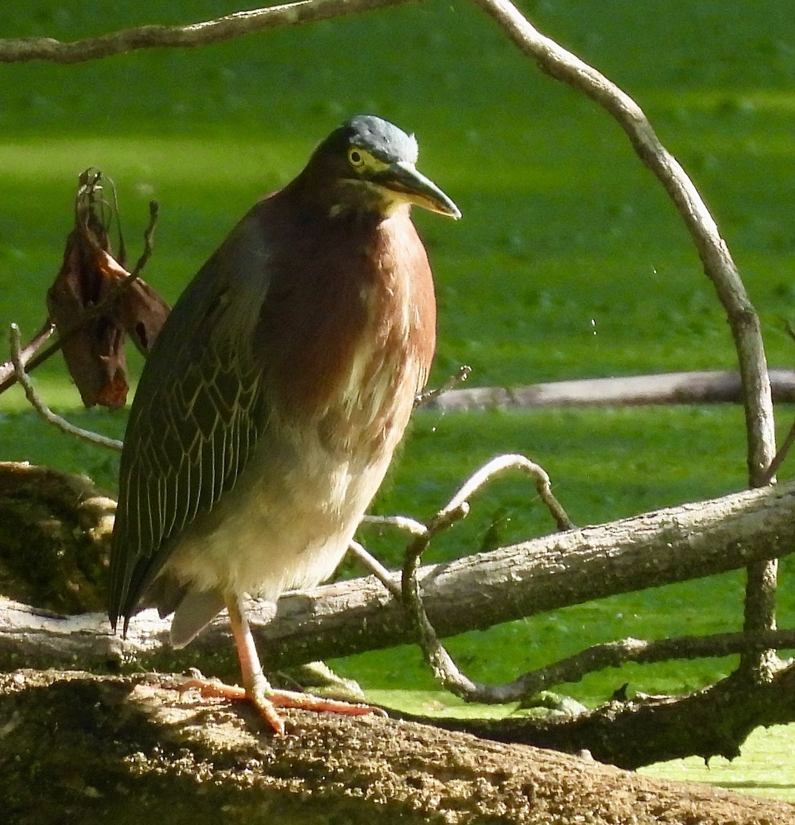 Green Heron - ML622920716