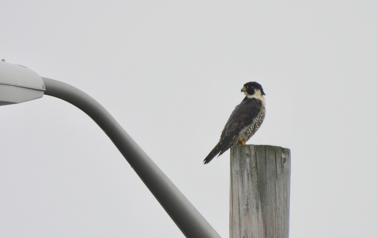 Peregrine Falcon - Pegg & Mark Campbell