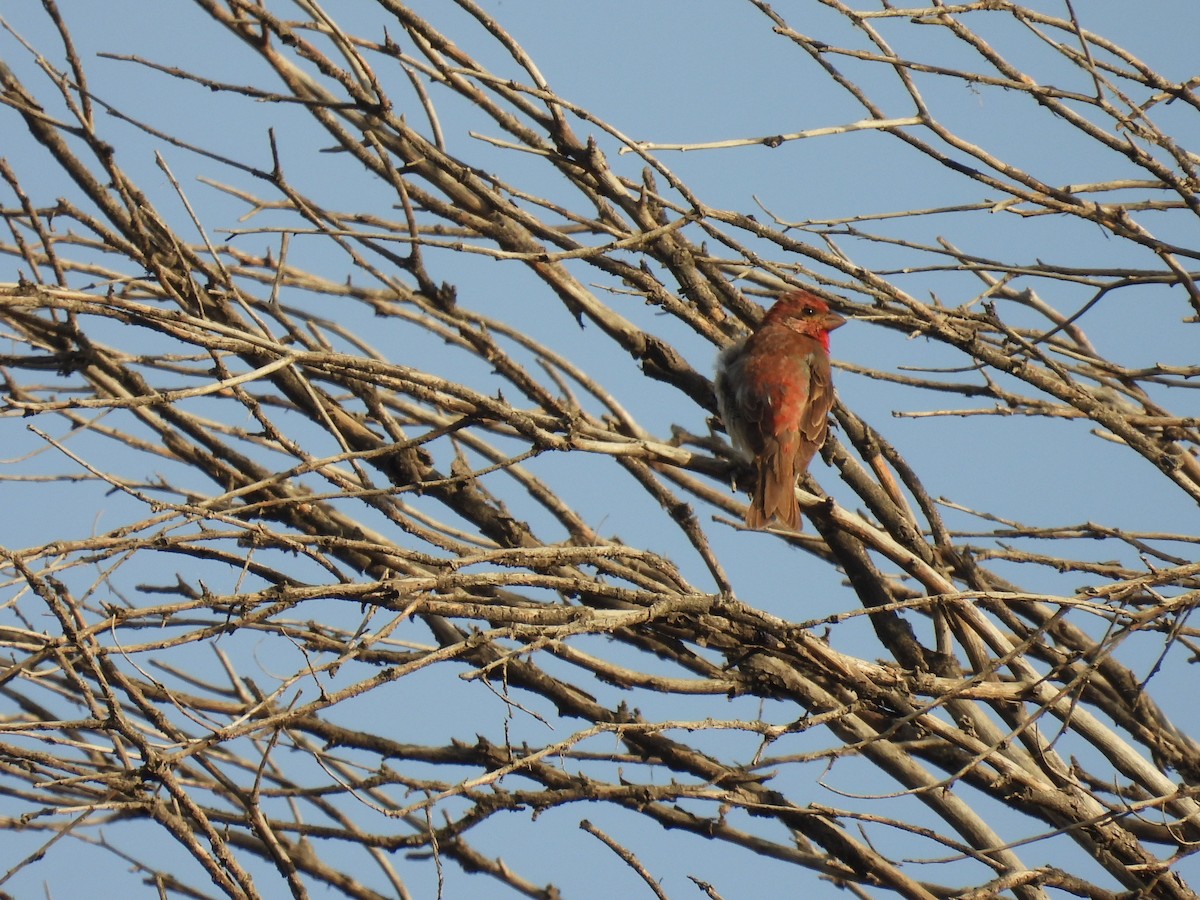 Common Rosefinch - ML622920781