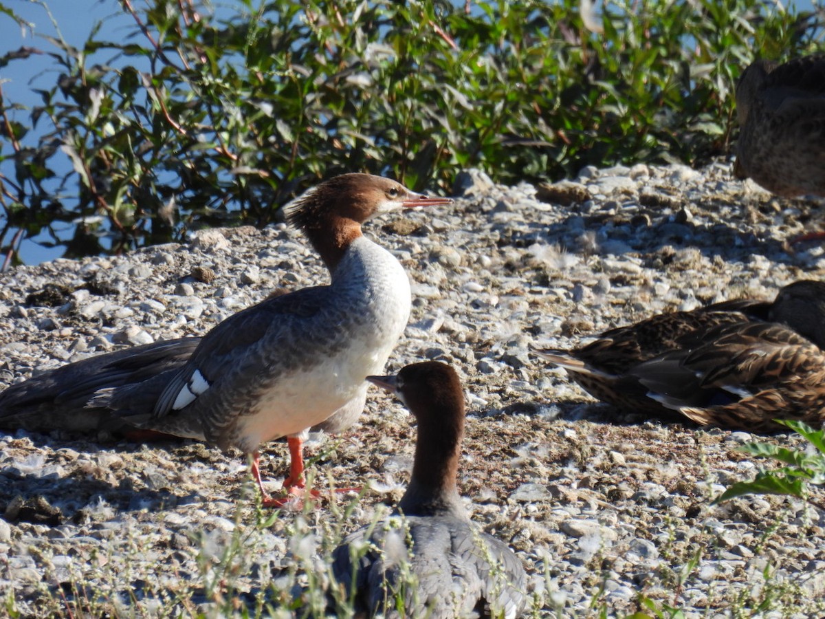 Common Merganser - ML622920859