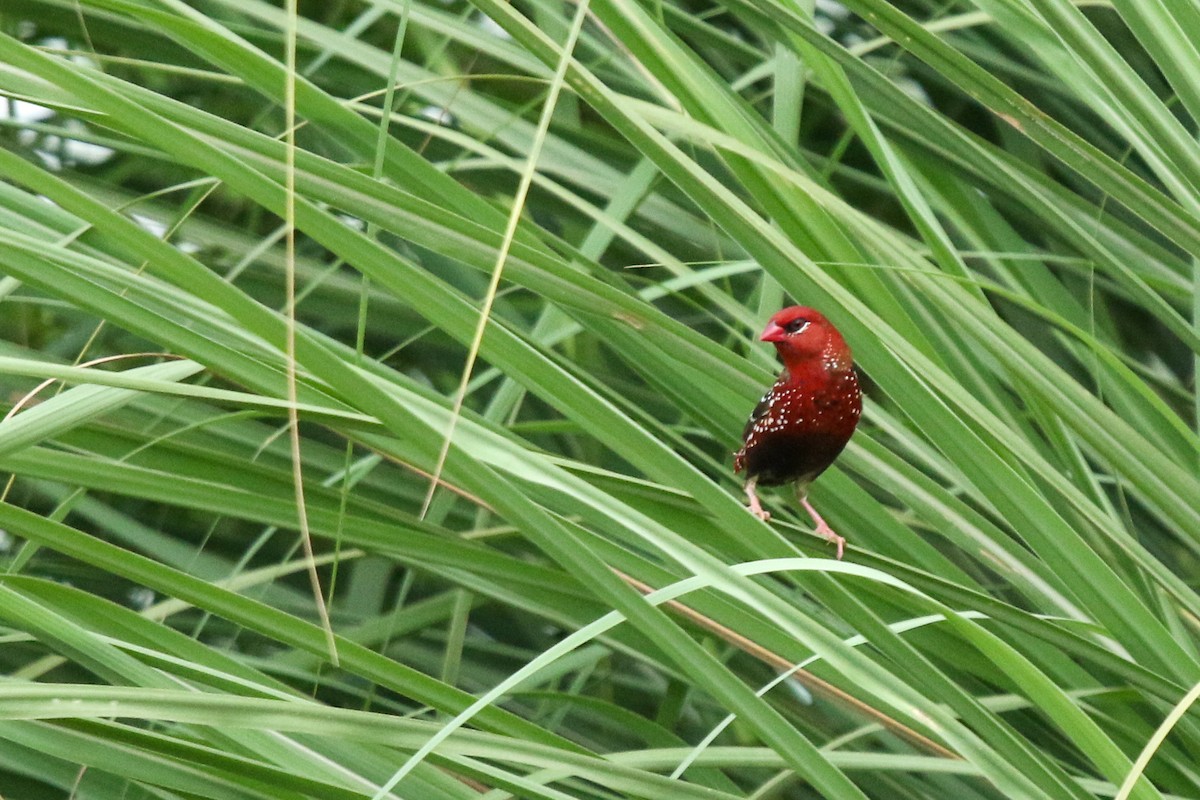 Red Avadavat - ML622920898