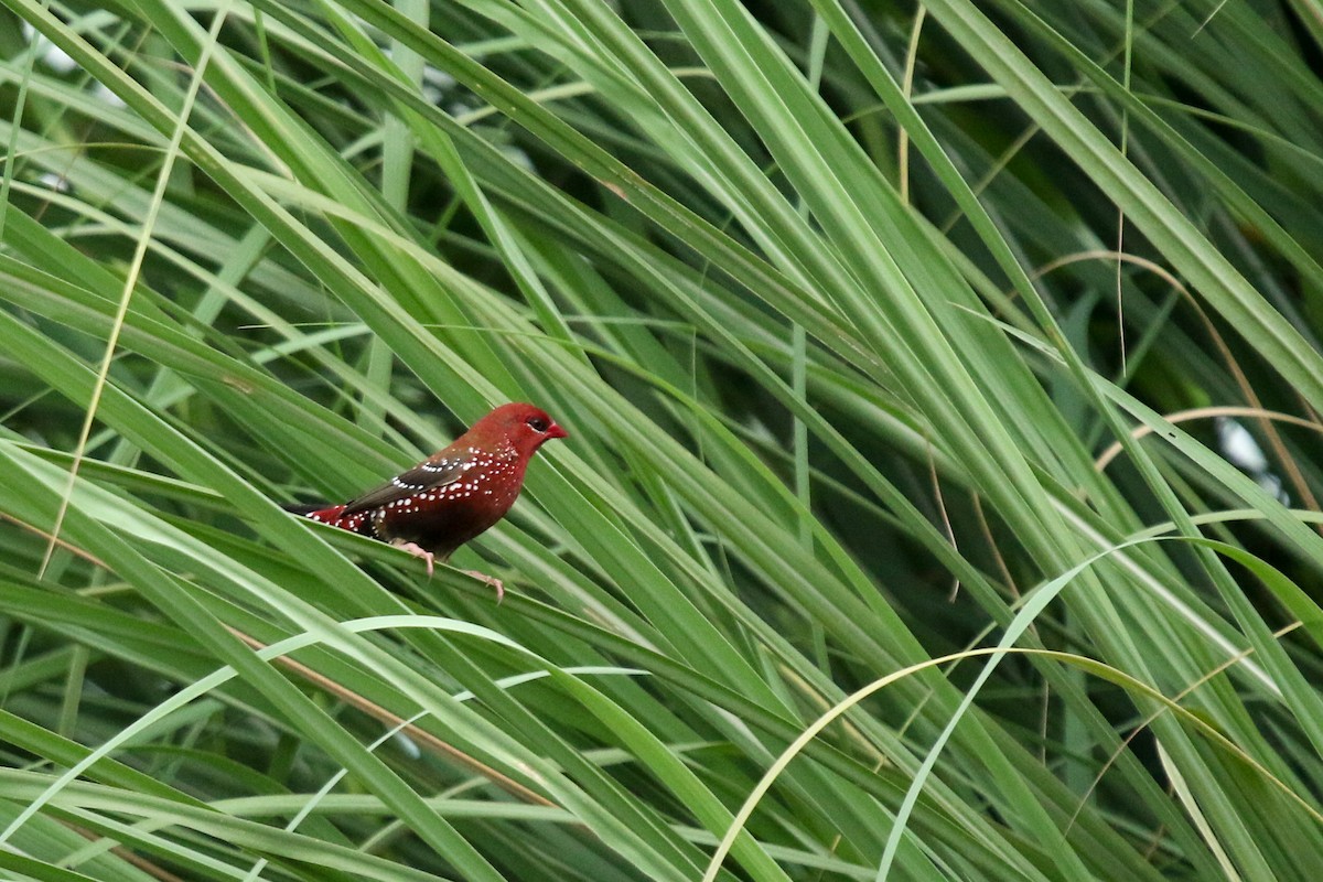 Red Avadavat - LALIT MOHAN BANSAL