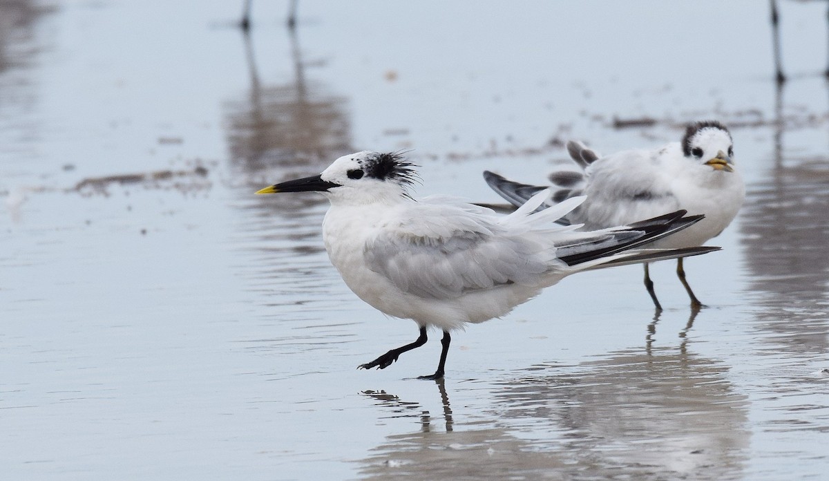 Sandwich Tern - Hugh Barger