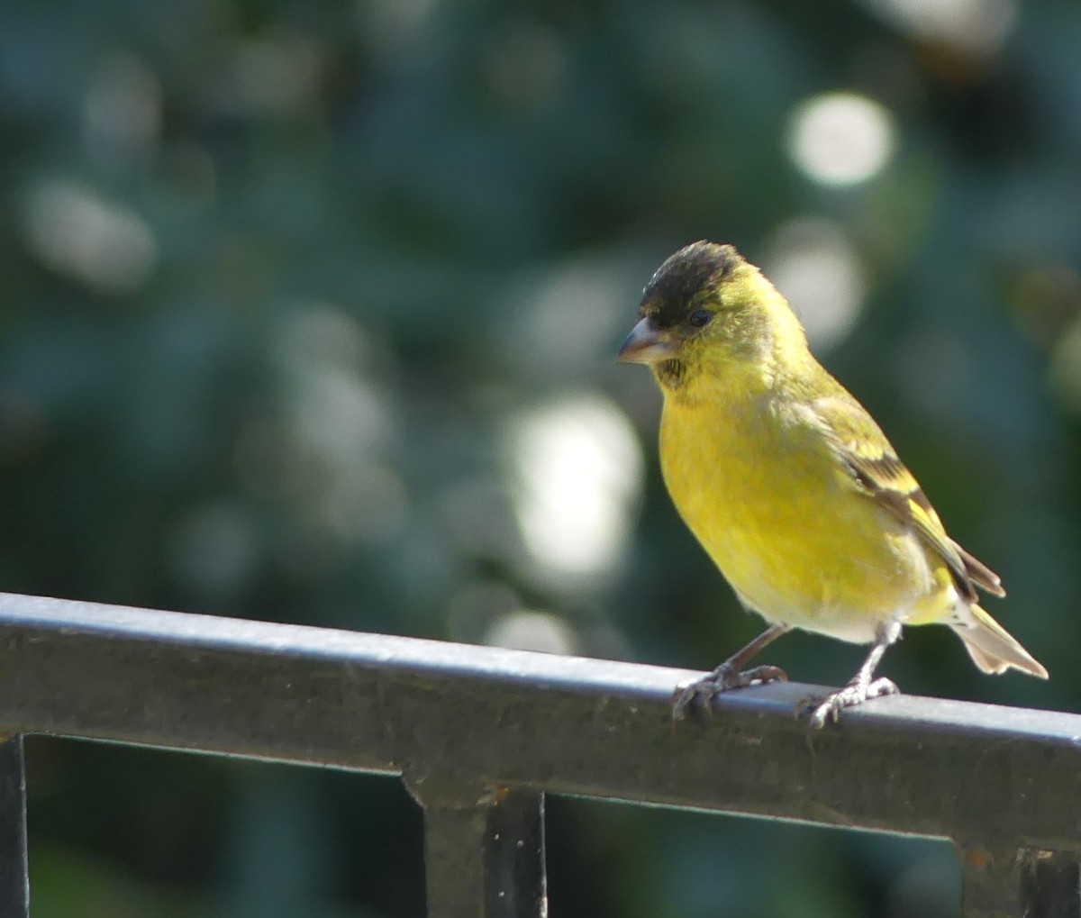 Black-chinned Siskin - joaquin vial