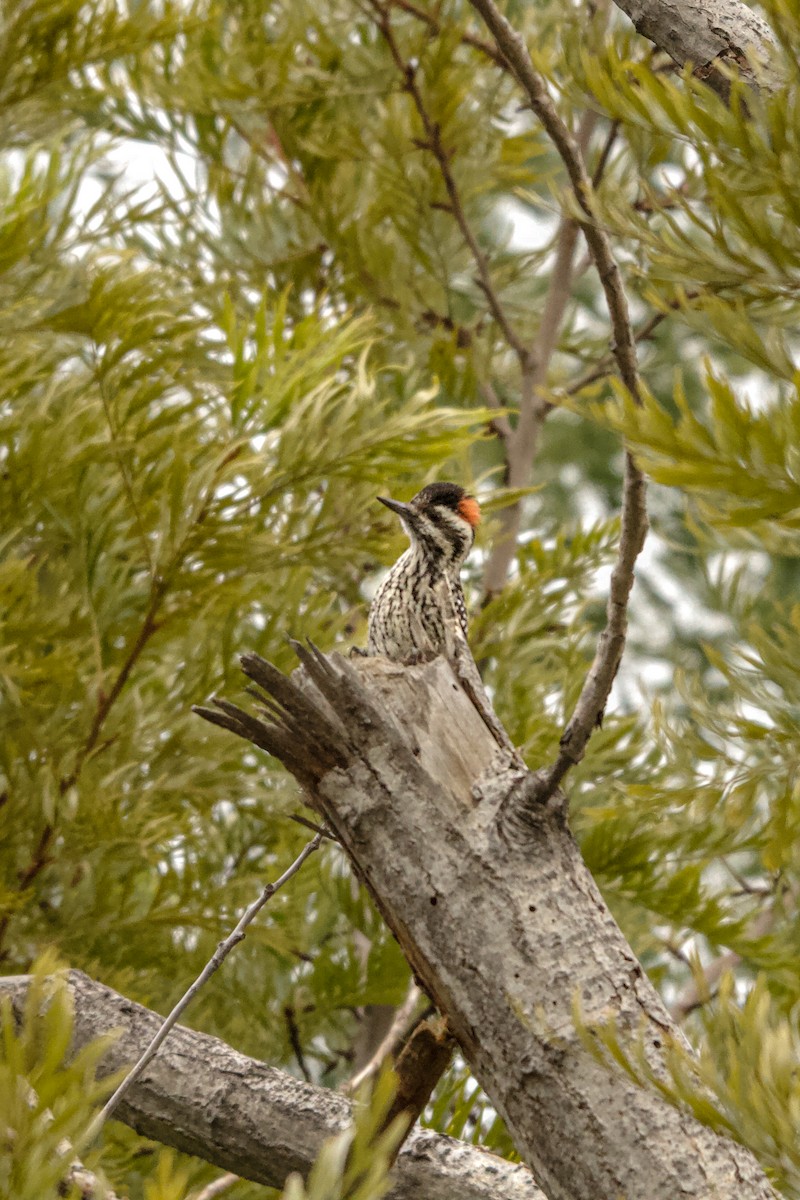 Striped Woodpecker - ML622920935