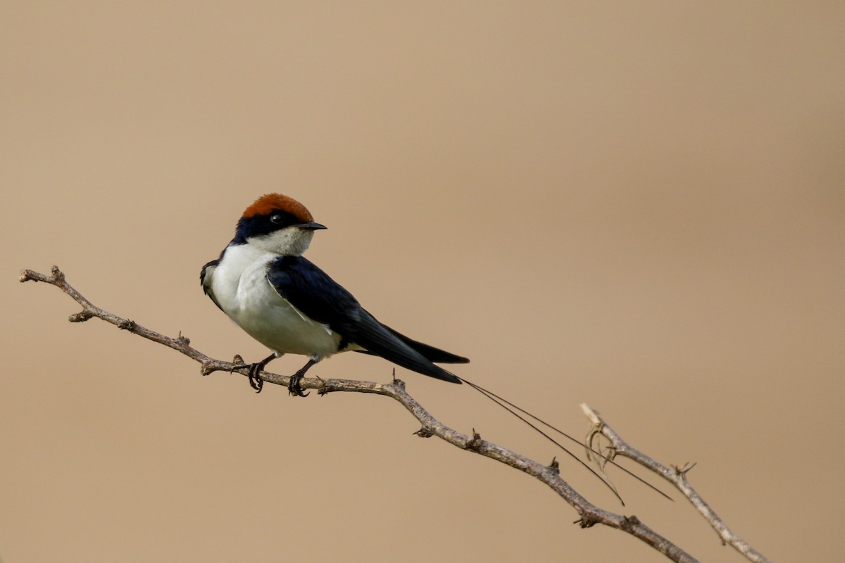 Wire-tailed Swallow - ML622920943