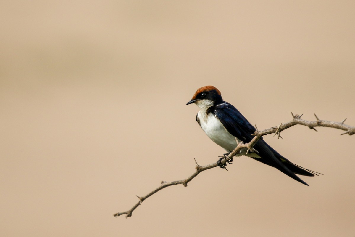 Wire-tailed Swallow - ML622920946