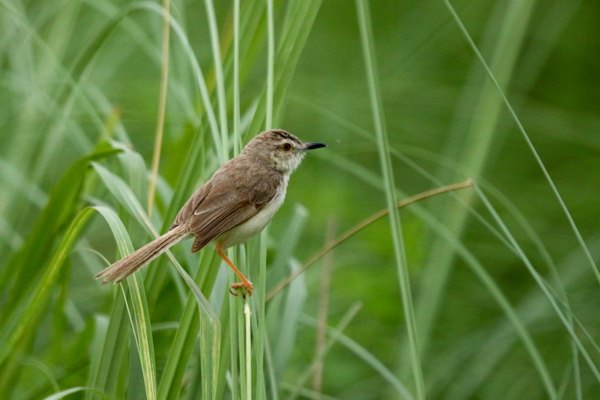 Plain Prinia - ML622920951