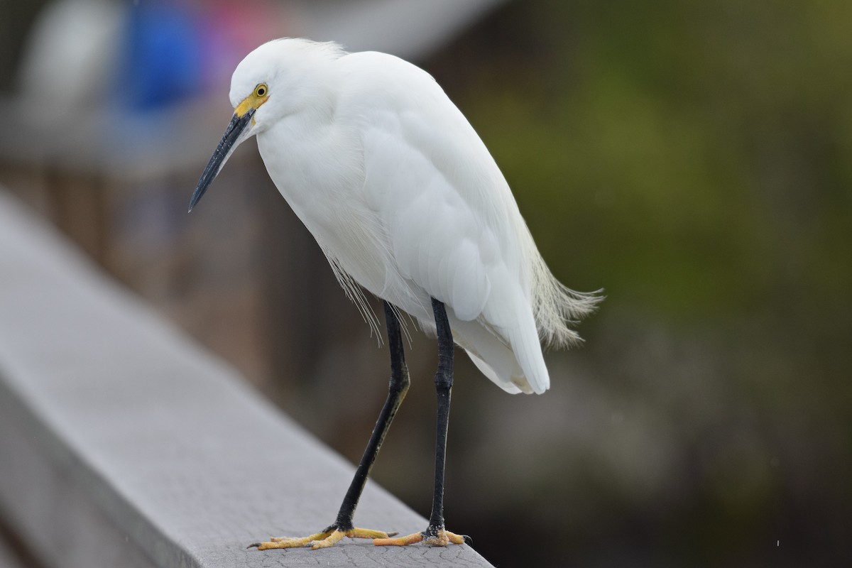 Snowy Egret - ML622920964