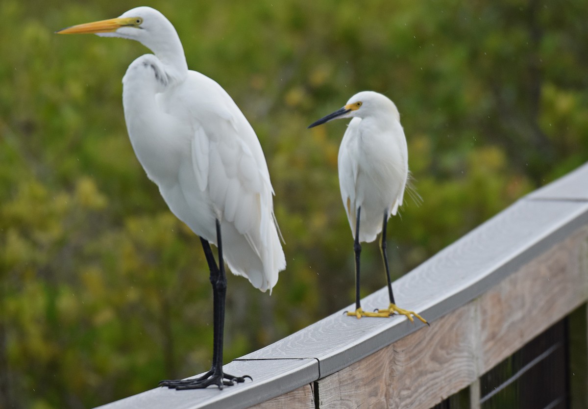 Great Egret - ML622920970