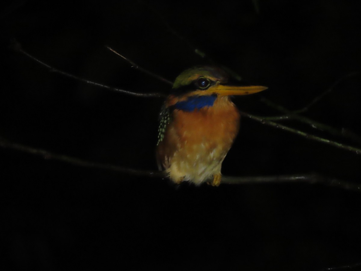 Rufous-collared Kingfisher - ML622921023