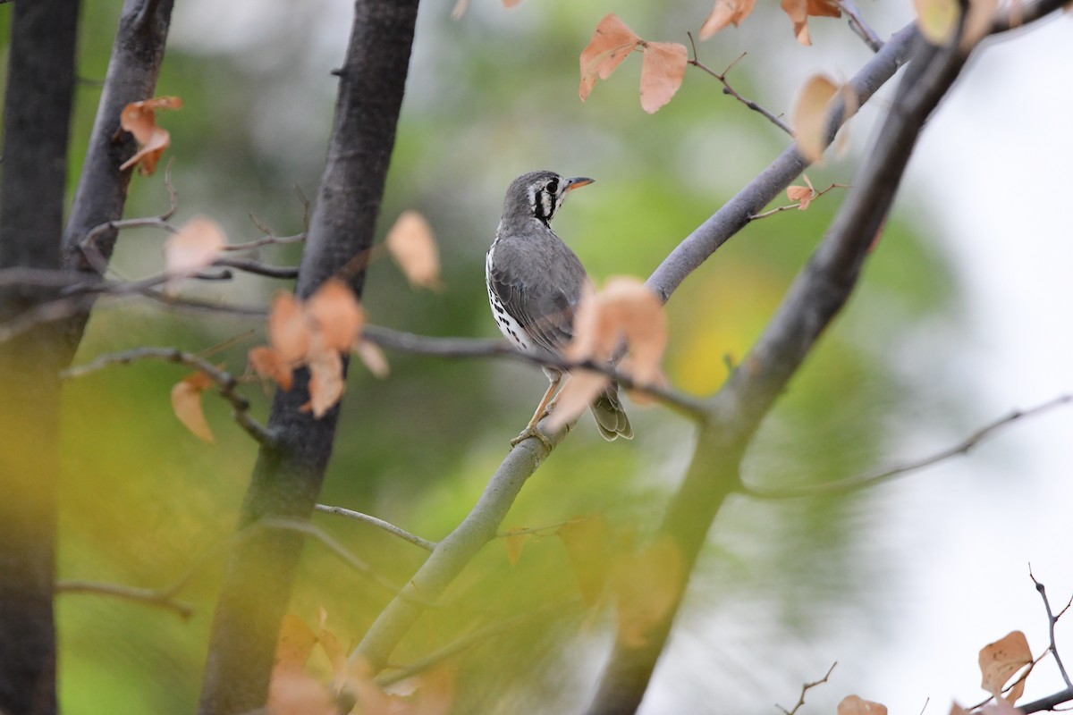 Groundscraper Thrush - ML622921046