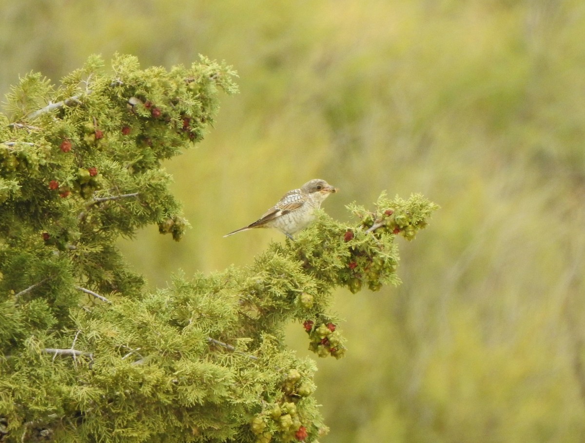 Woodchat Shrike - ML622921137