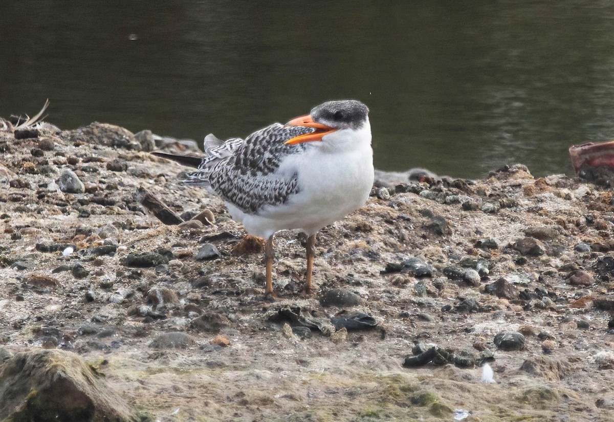 Caspian Tern - ML622921283