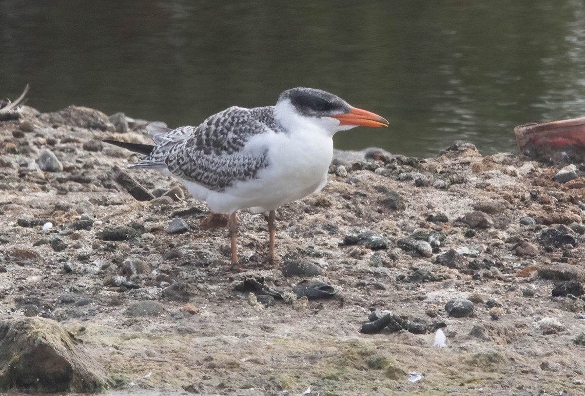 Caspian Tern - ML622921284