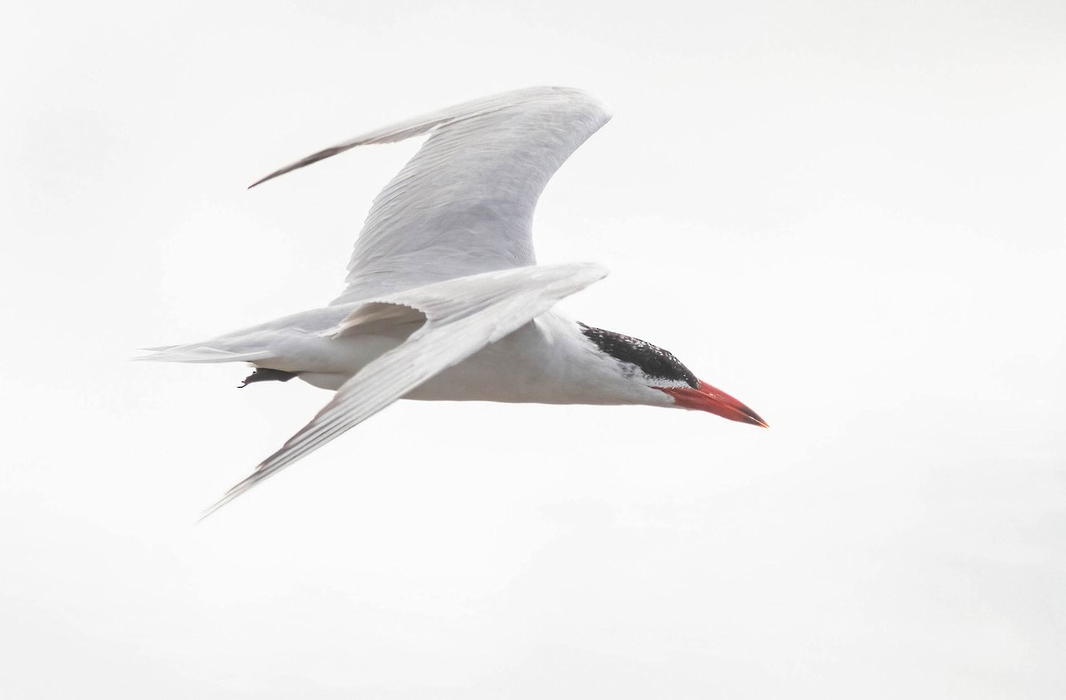 Caspian Tern - ML622921285