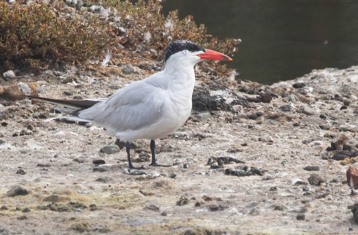 Caspian Tern - ML622921286