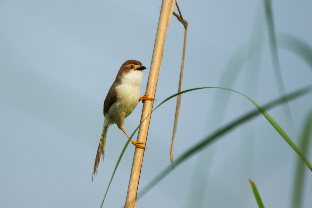 Yellow-eyed Babbler - ML622921300