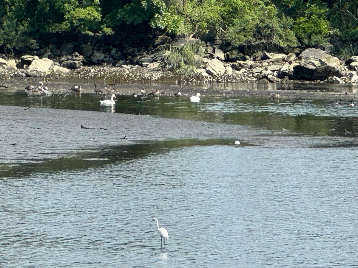 Mute Swan - ML622921304