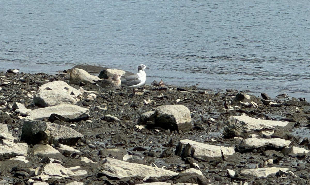 Laughing Gull - ML622921309